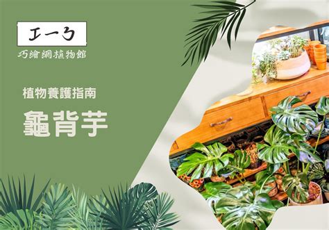 辦公桌植物推薦|增添工作靈感！精心挑選你的完美辦公室植物指南 